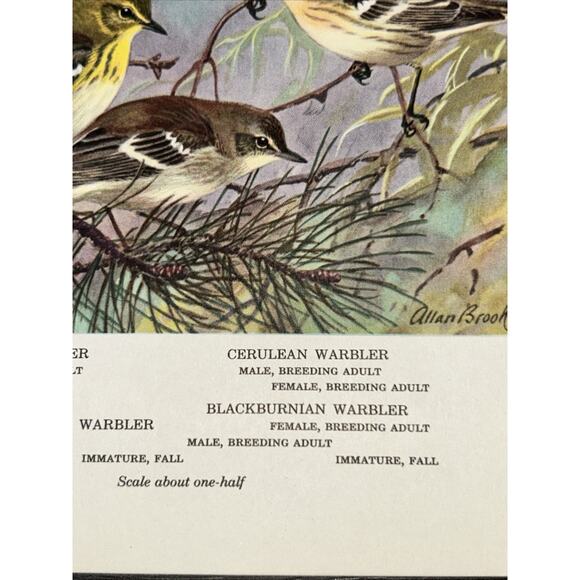 VTG Warbler Bookplate Allan Brooks Lithograph Bird Portraits In Color - Picture 5 of 10
